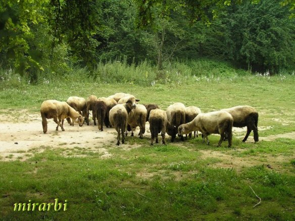022. Grza i Resava (jun 2007.) - Ovčice - blog „Putujte sa MirArbi“