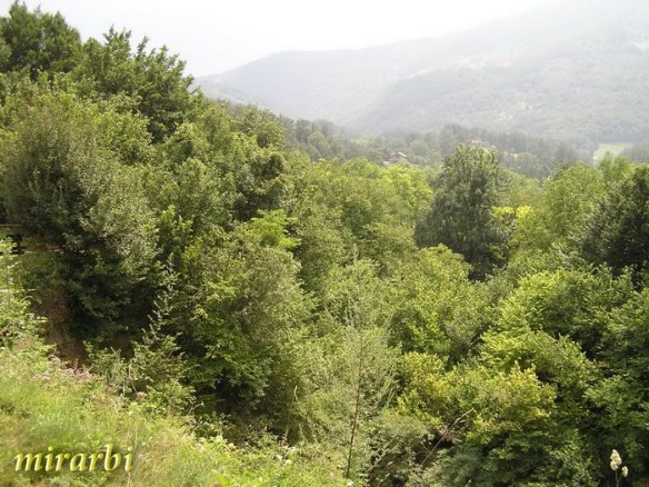 048. Grza i Resava (jun 2007.) - Planinski ambijent - blog „Putujte sa MirArbi“