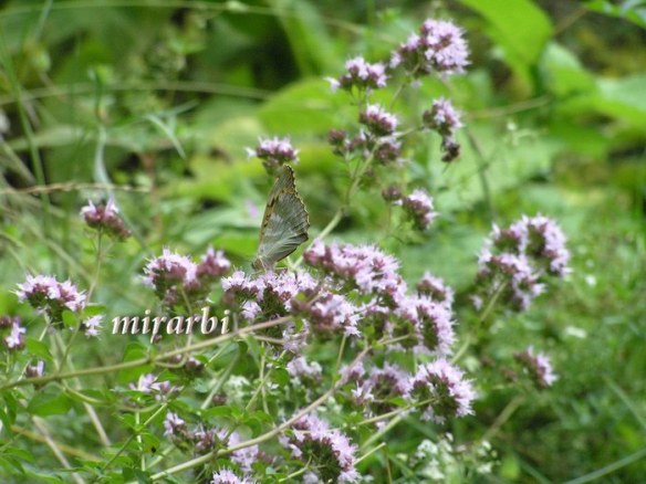 055. Grza i Resava (jun 2007.) - Leptir u cveću - blog „Putujte sa MirArbi“