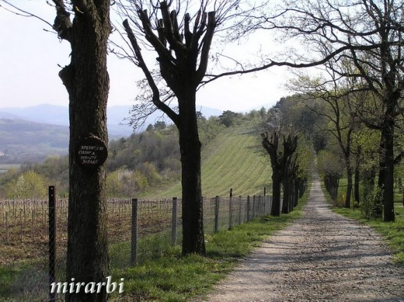 063. Oj, Srbijo (mart 2008.) - Prilaz Karađorđevim vinogradima - blog „Putujte sa MirArbi“