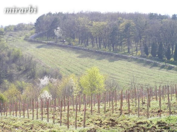 064. Oj, Srbijo (mart 2008.) - Karađorđevi vinogradi - blog „Putujte sa MirArbi“