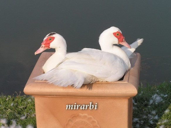 069. Grza i Resava (jun 2007.) - Patkice - blog „Putujte sa MirArbi“