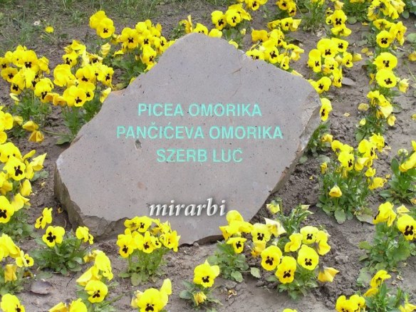 026. Palić (april 2007.) - Natpis ispod Pančićeve omorike - blog „Putujte sa MirArbi“