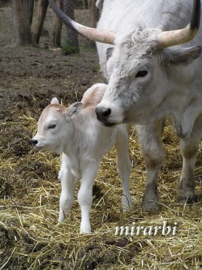 033. Palić (april 2007.) - Preslatka beba sa svojom mamom - blog „Putujte sa MirArbi“