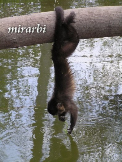 040. Palić (april 2007.) - Majmunče akrobata - blog „Putujte sa MirArbi“