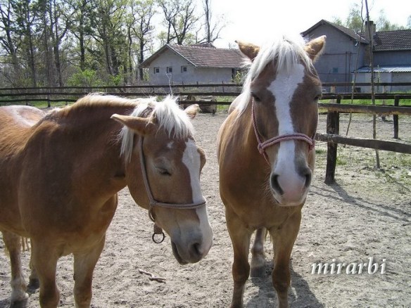 045. Palić (april 2007.) - Konji lepotani - blog „Putujte sa MirArbi“
