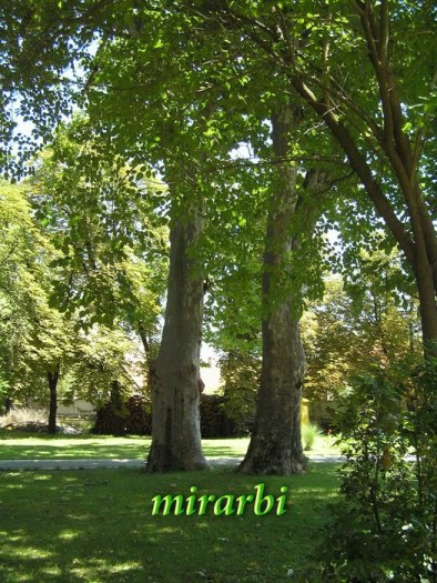 039. Novi Sad i Karlovci (oktobar 2007.) - Vrt Patrijaršijskog dvora - blog „Putujte sa MirArbi“