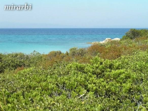 041. Boje i oblici Sitonije (2009. i 2010.) - Rastinje u zaleđu plaže Karidi - blog „Putujte sa MirArbi“