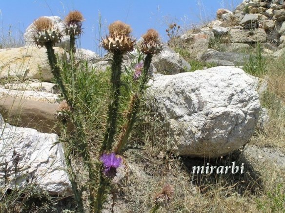 007. Sitonija (jul 2012.) - Detalj sa brdašca iznad Trani Amude - blog „Putujte sa MirArbi“