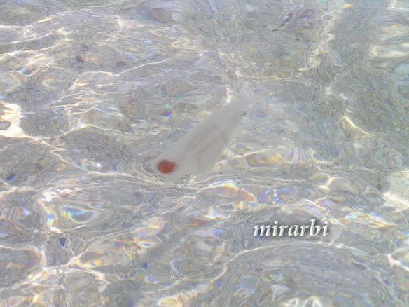023. Sitonija (jul 2012.) - „Ljigavac“ na plaži Trani Amuda - blog „Putujte sa MirArbi“