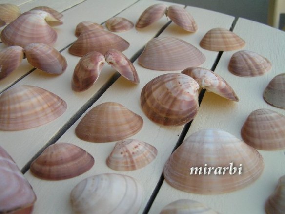 027. Sitonija (jul 2012.) - Sitonske školjke - blog „Putujte sa MirArbi“