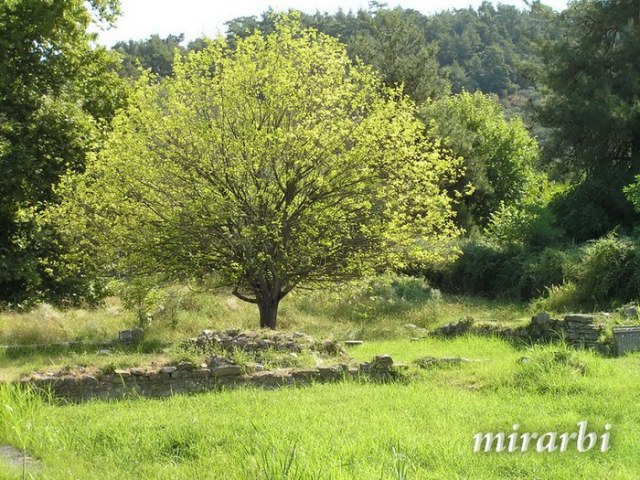 Slika (Limenas - vegetacija) sa stranice „Tasos - Flora“ na blogu „Putujte sa MirArbi“.