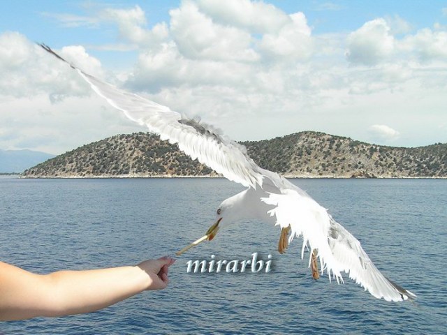 Slika (Tasos - trajekt - bliski susret) sa stranice „Tasos - Plovidba trajektom“ na blogu „Putujte sa MirArbi“.