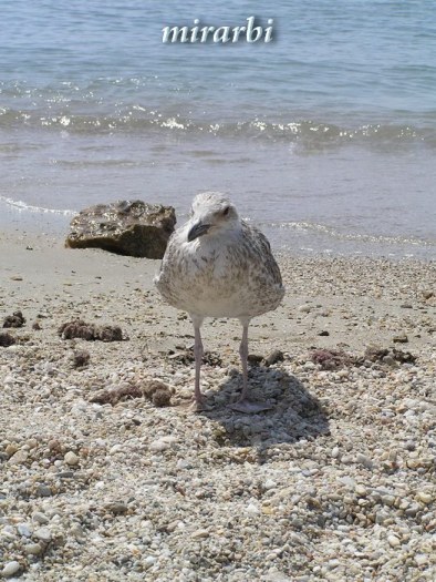 040. Gospodari prostranstava (2005. - 2011.) - „Šetač“ sa plaže San Antonio - blog „Putujte sa MirArbi“