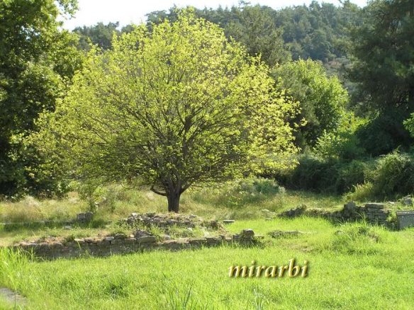 037. Tasoski pejzaži (2005. - 2011.) - Bujna vegetacija u Limenasu - blog „Putujte sa MirArbi“