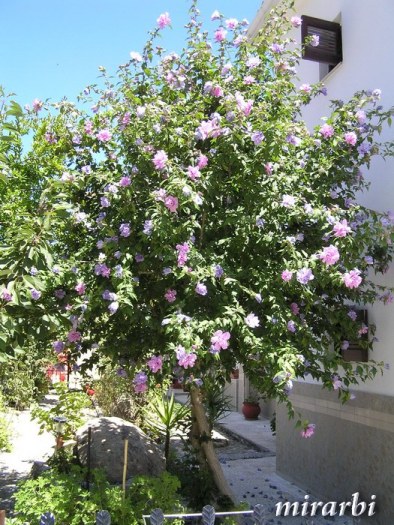 045. Ormos Panagias (jul 2014.) - Cvetno drvo u dvorištu vile „Kallisti“ - blog „Putujte sa MirArbi“