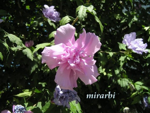 046. Ormos Panagias (jul 2014.) - Cvetno drvo u dvorištu vile „Kallisti“ izbliza - blog „Putujte sa MirArbi“
