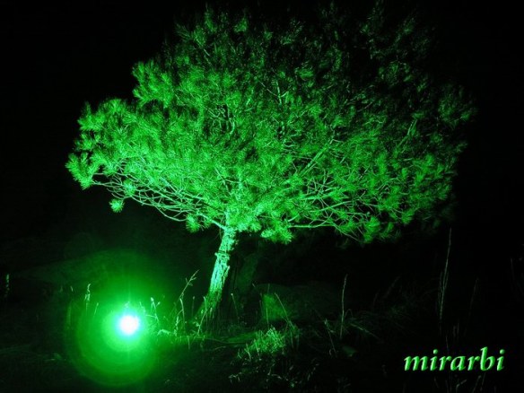 082. Ormos Panagias (jul 2014.) - Osvetljeno drvce iza kafića „On the rocks“ noću - blog „Putujte sa MirArbi“