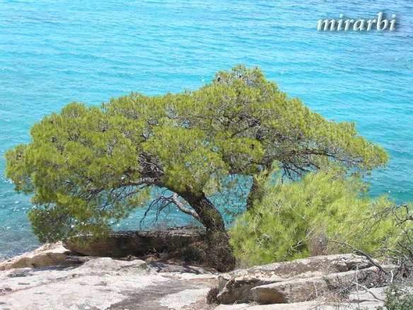 002. Boje i oblici Sitonije (jul 2014.) - Vegetacija iznad Male Spaties plaže - blog „Putujte sa MirArbi“
