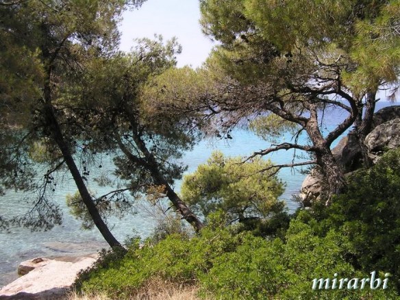 006. Boje i oblici Sitonije (jul 2014.) - Vegetacija iznad Male Spaties plaže - blog „Putujte sa MirArbi“