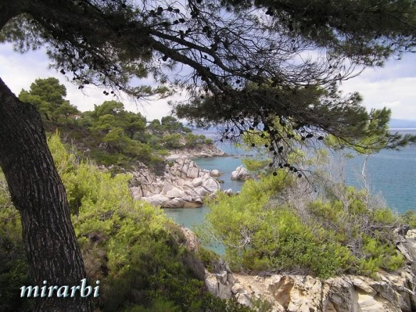 020. Boje i oblici Sitonije (jul 2014.) - Vegetacija na stenama iznad plaže Fava - blog „Putujte sa MirArbi“