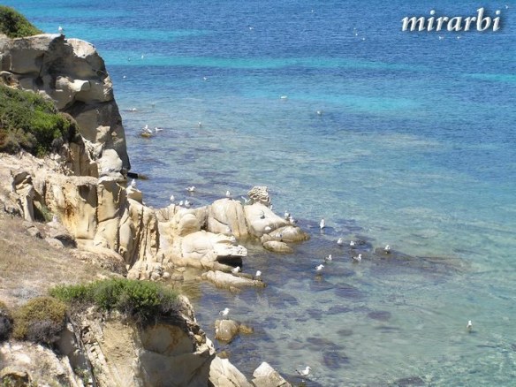 035. Boje i oblici Sitonije (jul 2014.) - „Kupalište“ galebova u Ormos Panagiasu - blog „Putujte sa MirArbi“