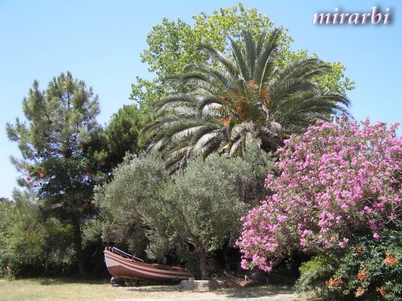 041. Boje i oblici Sitonije (jul 2014.) - Najlepši privatni vrt u Ormos Panagiasu - blog „Putujte sa MirArbi“