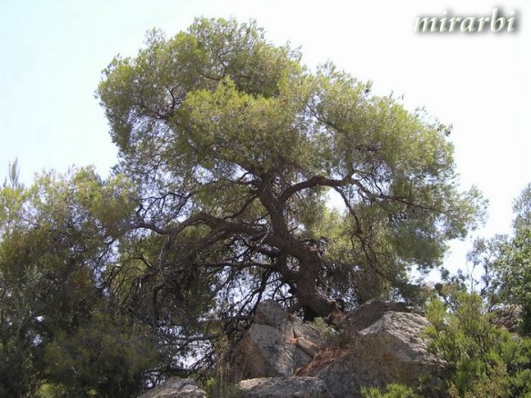 042. Boje i oblici Sitonije (jul 2014.) - Vegetacija iznad Ormos Panagiasa - blog „Putujte sa MirArbi“