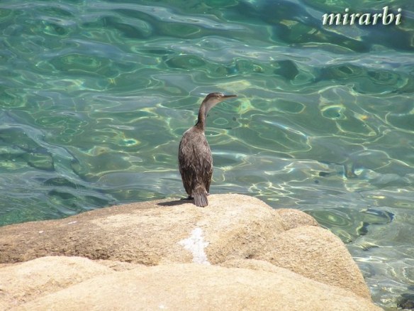 043. Boje i oblici Sitonije (jul 2014.) - Kormoran na obali u Ormos Panagiasu - blog „Putujte sa MirArbi“