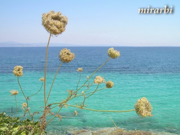 048. Boje i oblici Sitonije (jul 2014.) - Divlje cveće na obali u Ormos Panagiasu - blog „Putujte sa MirArbi“