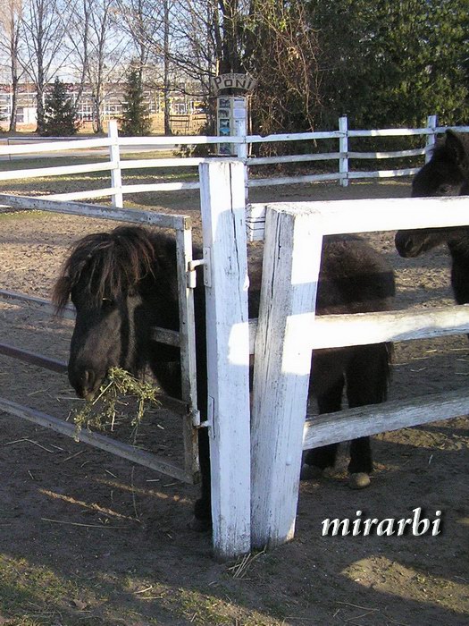 037. Ergela lipicanera „Kelebija“ (decembar 2016.) - Par crnih ponija - blog „Putujte sa MirArbi“ 