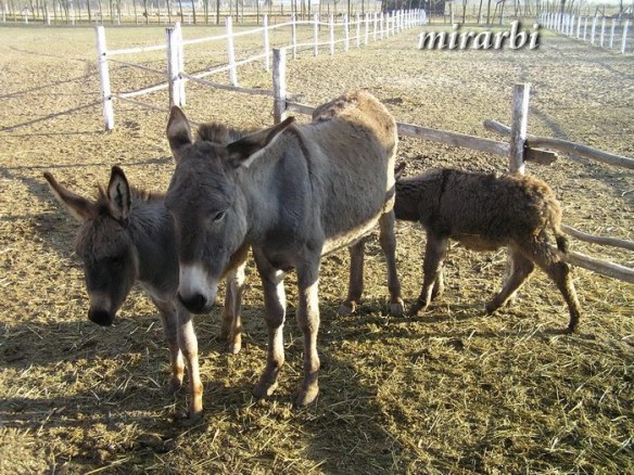 039. Ergela lipicanera „Kelebija“ (decembar 2016.) - Mama magarica sa dečicom - blog „Putujte sa MirArbi“