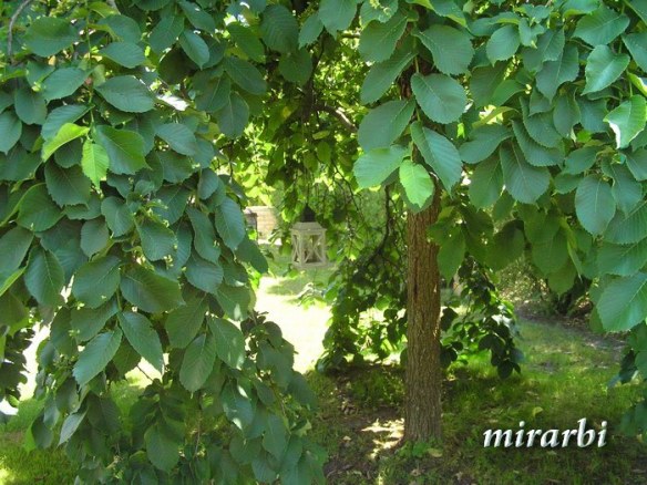 008. Vila „Nikolas“ Palić (maj/jun 2018.) - Detalji iz vrta