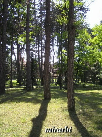 003. Bajka na Kelebiji - Park vile „Majur“ (maj 2017.)